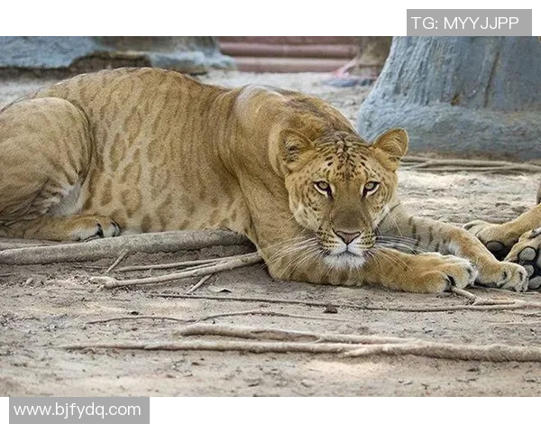 安德雷与贾法威尼斯的巅峰对决谁能赢得最终胜利
