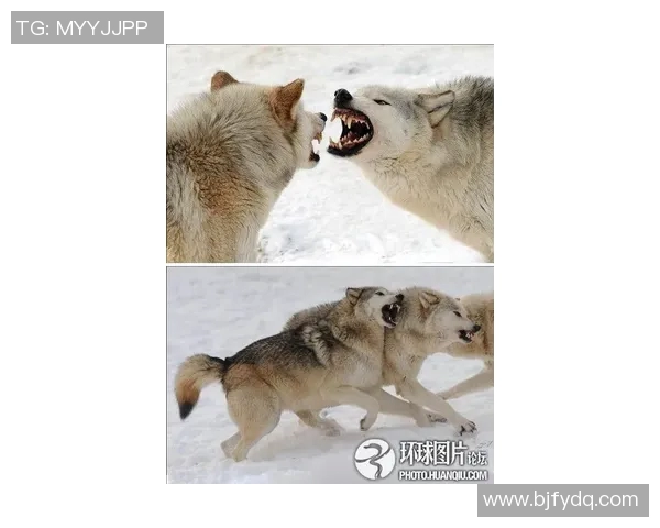 狼队与约维尔激战正酣谁能在这场较量中笑到最后 狼队与约维尔激战正酣谁能在这场较量中笑到最后