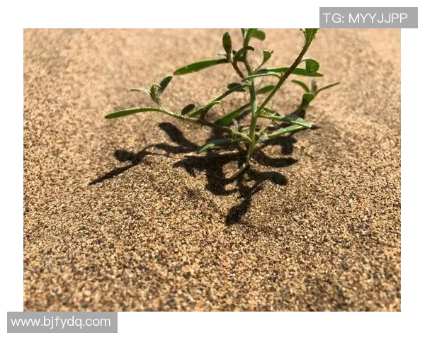 叶明辉：在科技创新浪潮中引领未来发展的青年领袖之路